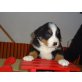 Berner Sennen Welpen, Berner Sennenhund Welpen - Hündin