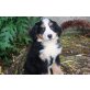 Berner Sennen Welpen reinrassig, Berner Sennenhund Welpen - Hündin