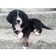 Berner Sennen u. Berner Münsterländer Hunde Welpen - Rüde