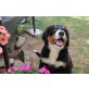Berner Sennenhündin reinrassig, Berner Sennenhund Welpen - Hündin