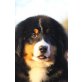 Berner Sennenhund - Hündin