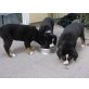 Berner Sennenhund - Hündin