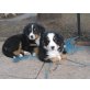 Berner Sennenhund - Hündin