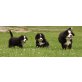 Berner Sennenhund - Hündin