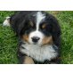 Berner Sennenhund - Hündin