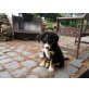 Berner Sennenhund - Hündin