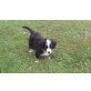 Berner Sennenhund - Hündin