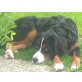 Berner Sennenhund - Hündin