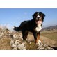 Berner Sennenhund - Hündin