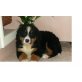 Berner Sennenhund - Rüde