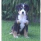 Berner Sennenhund - Rüde