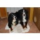Berner Sennenhund - Rüde
