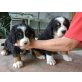 Berner Sennenhund - Rüde