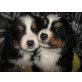Berner Sennenhund - Rüde