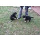 Berner Sennenhund - Rüde