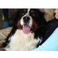 Berner Sennenhund - Rüde