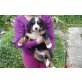 Berner Sennenhund - Rüde