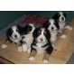 Berner Sennenhund - Rüde