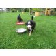 Berner Sennenhund - Rüde