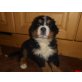 Berner Sennenhund - Rüde