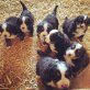 Berner Sennenhund - Rüde