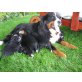 Berner Sennenhund - Rüde