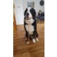 Berner Sennenhund - Rüde