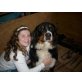 Berner Sennenhund - Rüde