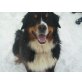 Berner Sennenhund - Rüde