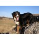 Berner Sennenhund - Rüde