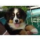 Berner Sennenhund Rüde, Berner Sennenhund Welpen - Rüde