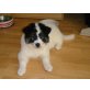 Berner Sennenhund + Spitz Welpen - Rüde