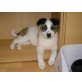 Berner Sennenhund - Spitz Welpen - Rüde