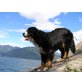 Berner-Sennenhund Welpen, Berner Sennenhund Welpen - Hündin