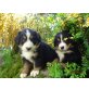 Berner Sennenhund Welpen, Berner Sennenhund Welpen - Rüde
