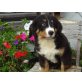 Berner Sennenhund Welpen, Berner Sennenhund Welpen - Rüde