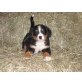 Berner Sennenhund Welpen - Hündin