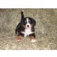 Berner Sennenhund Welpen - Hündin