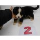 Berner Sennenhund Welpen - Hündin