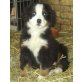 Berner Sennenhund Welpen - Hündin
