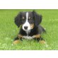 Berner Sennenhund Welpen - Hündin