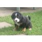 Berner Sennenhund Welpen - Hündin