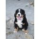 Berner Sennenhund Welpen - Hündin
