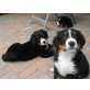 Berner Sennenhund Welpen - Hündin