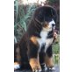 Berner Sennenhund Welpen - Hündin