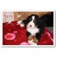 Berner Sennenhund Welpen - Hündin