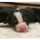 Berner Sennenhund Welpen - Hündin