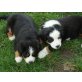 Berner Sennenhund Welpen - Hündin