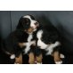 Berner Sennenhund Welpen - Hündin