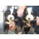 Berner Sennenhund Welpen - Hündin